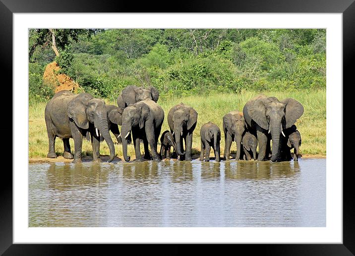  Elephant Herd Framed Mounted Print by Tony Murtagh