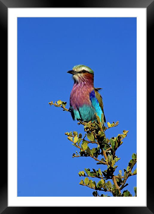  Lilac Breasted Roller Framed Mounted Print by Tony Murtagh