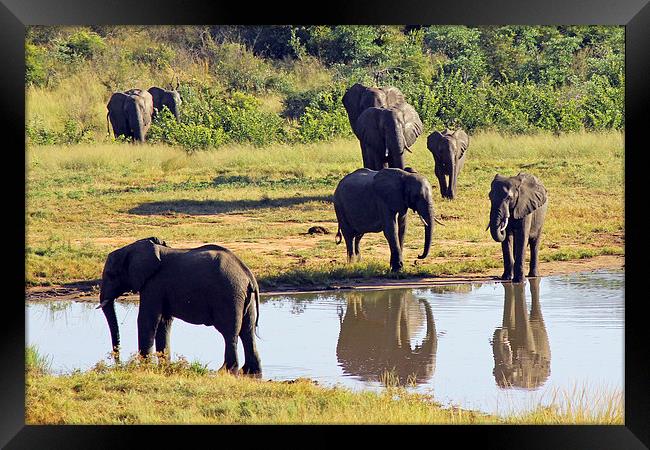 Elephants at Ivory Lodge  Framed Print by Tony Murtagh