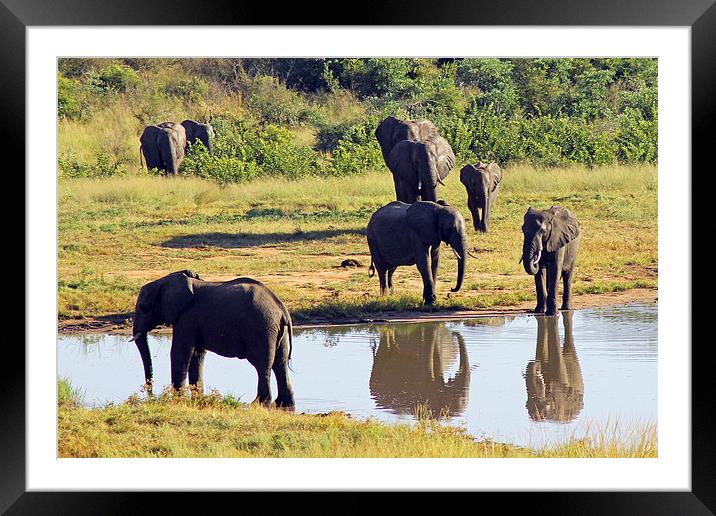 Elephants at Ivory Lodge  Framed Mounted Print by Tony Murtagh