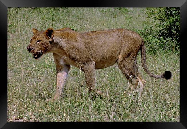  Lioness Framed Print by Tony Murtagh