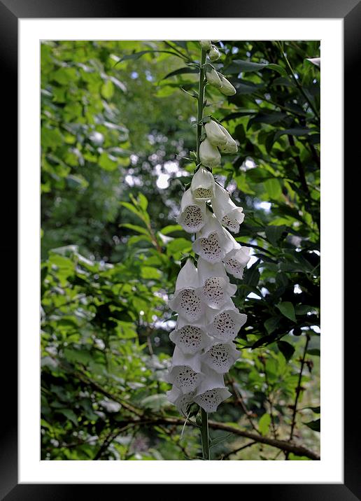  White Foxgloves  Framed Mounted Print by Tony Murtagh