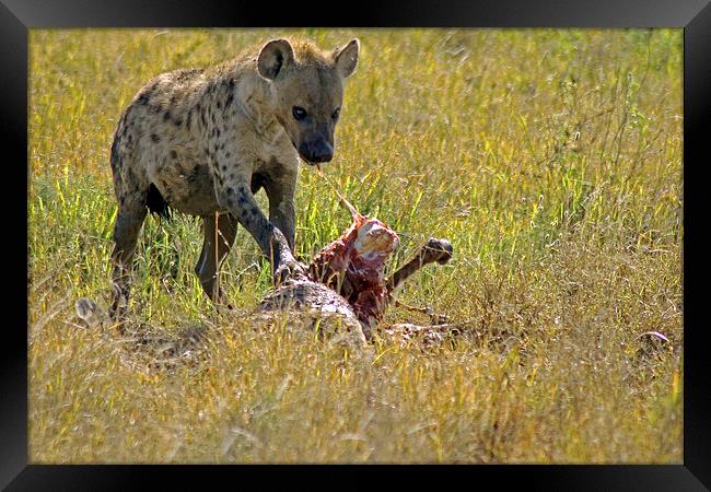 Hyena with kill Framed Print by Tony Murtagh