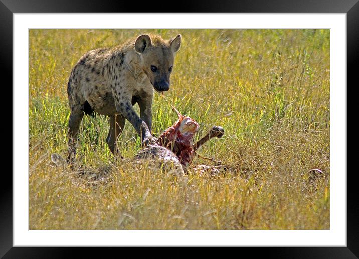 Hyena with kill Framed Mounted Print by Tony Murtagh