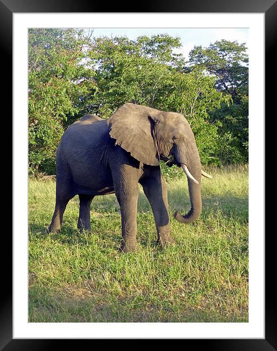 Elephant  Framed Mounted Print by Tony Murtagh