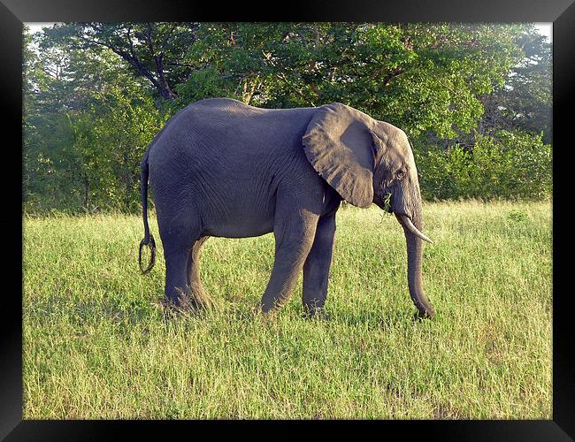 Elephant Feeding  Framed Print by Tony Murtagh