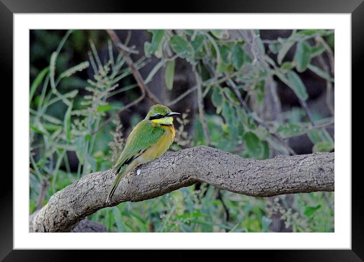 Little Bee Eater Framed Mounted Print by Tony Murtagh