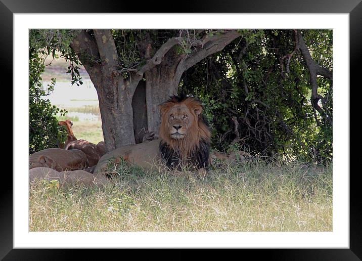 Male Lion  Framed Mounted Print by Tony Murtagh