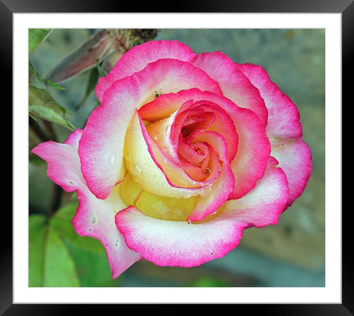 Garden Rose  Framed Mounted Print by Tony Murtagh