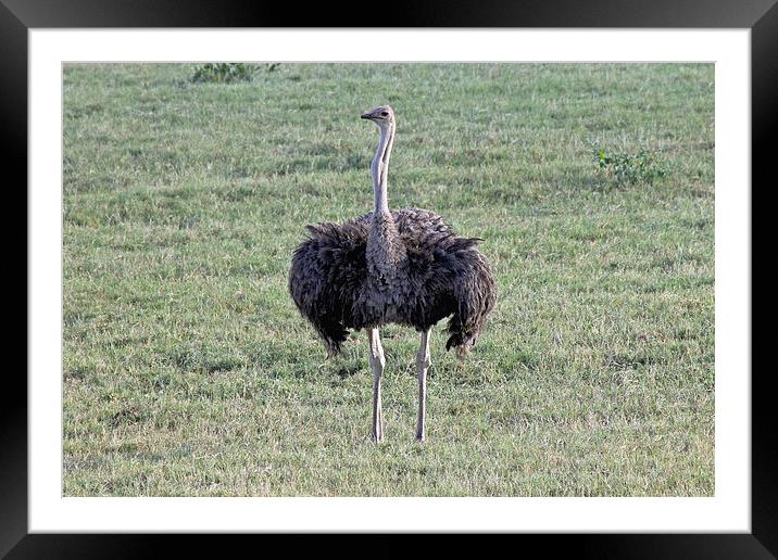 Ostrich in Hwange Framed Mounted Print by Tony Murtagh