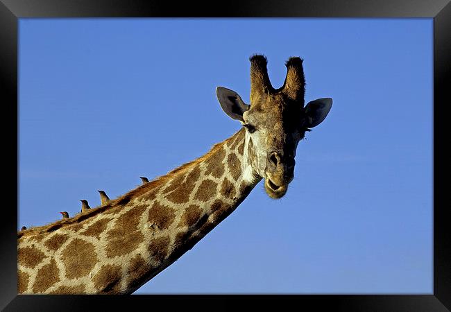Giraffe with Oxpeckers Framed Print by Tony Murtagh