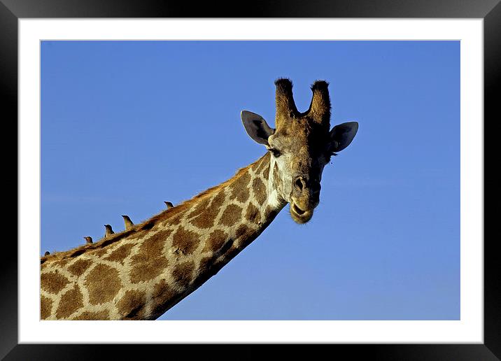 Giraffe with Oxpeckers Framed Mounted Print by Tony Murtagh