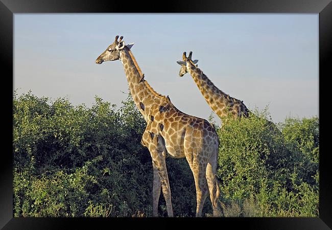 Giraffes and Oxpeckers  Framed Print by Tony Murtagh