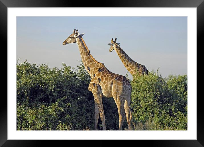 Giraffes and Oxpeckers  Framed Mounted Print by Tony Murtagh