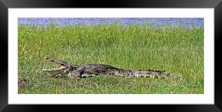 Nile Crocodile   Framed Mounted Print by Tony Murtagh