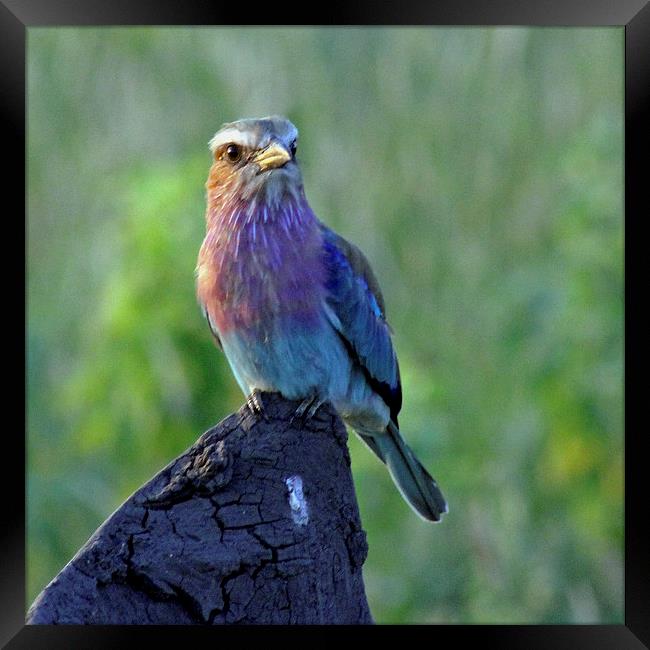 Lilac Breasted Roller Framed Print by Tony Murtagh