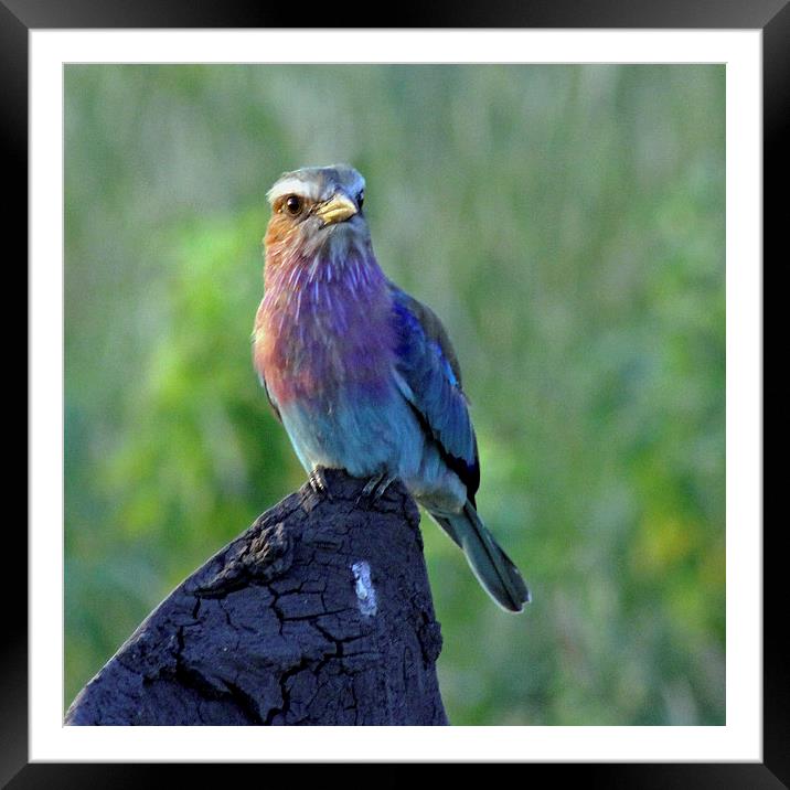 Lilac Breasted Roller Framed Mounted Print by Tony Murtagh