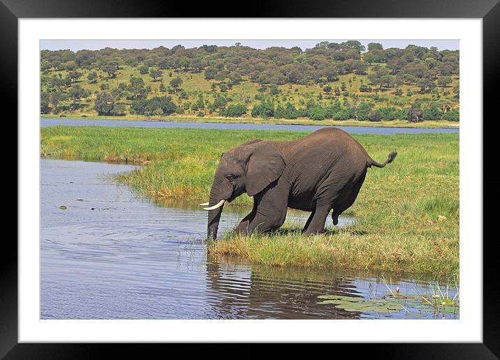 Dipping a Foot in. Framed Mounted Print by Tony Murtagh
