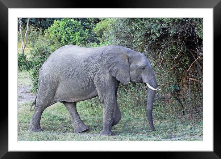 Elephant Walking Framed Mounted Print by Tony Murtagh