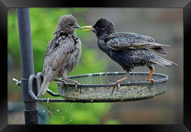 Starling feeding juvenile  Framed Print by Tony Murtagh