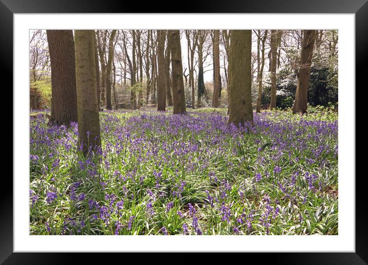 Bluebell Woods  Framed Mounted Print by Tony Murtagh