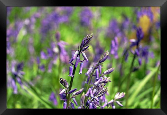 Bluebell Framed Print by Tony Murtagh