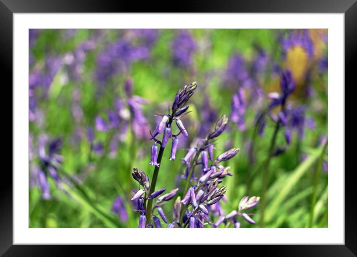 Bluebell Framed Mounted Print by Tony Murtagh