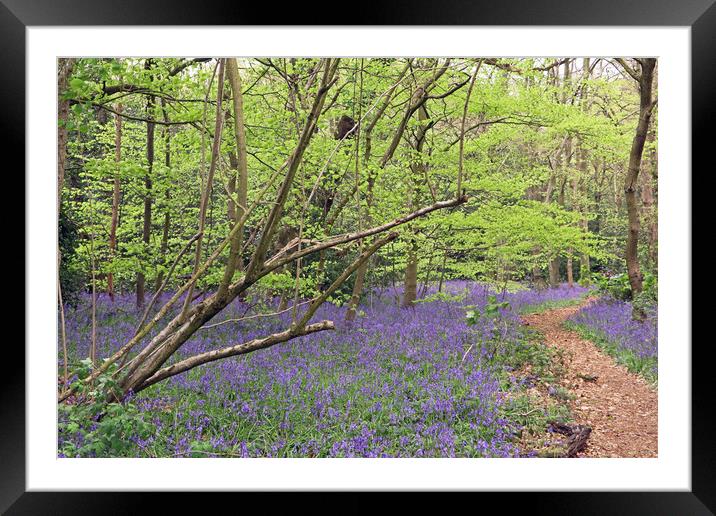 Winterbourne Bluebells  Framed Mounted Print by Tony Murtagh
