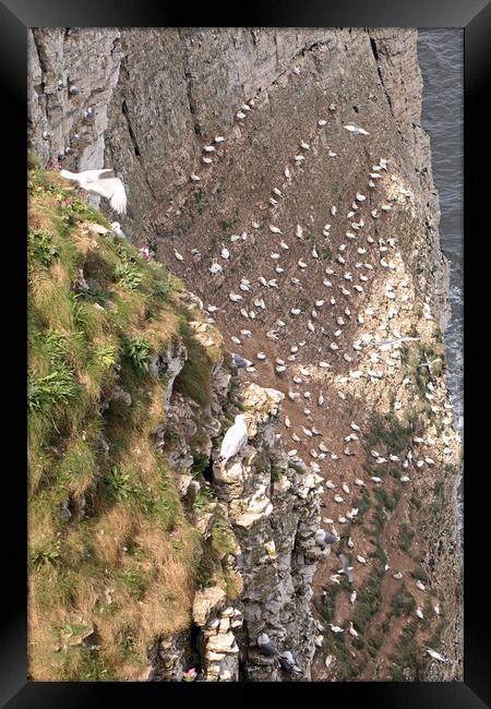 Bempton Cliffs Framed Print by Tony Murtagh