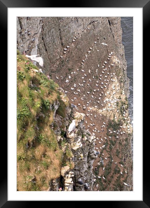 Bempton Cliffs Framed Mounted Print by Tony Murtagh