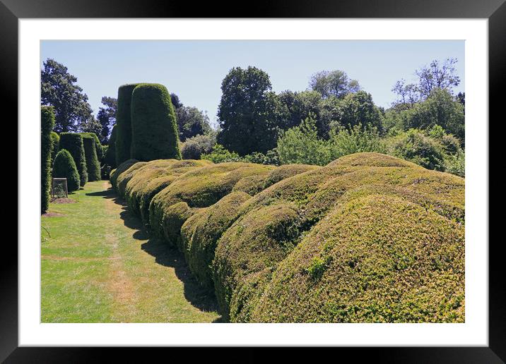 Cloud Pruned Hedge Framed Mounted Print by Tony Murtagh