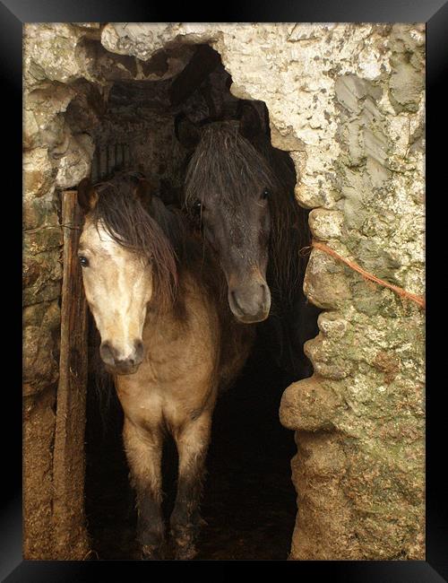 Connemara ponies peeking Framed Print by Alison Jackson