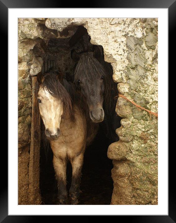 Connemara ponies peeking Framed Mounted Print by Alison Jackson