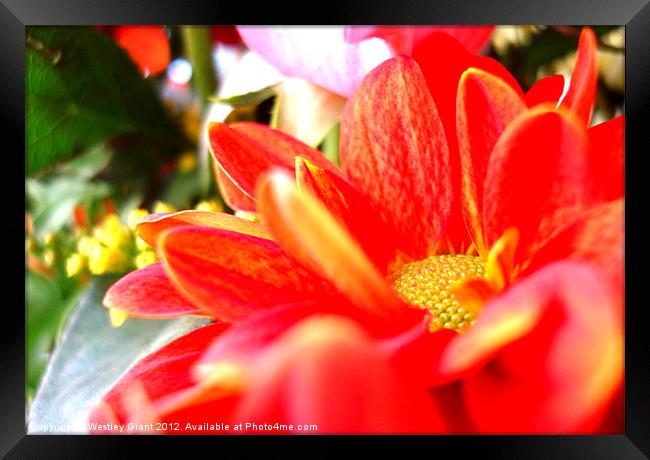 Orange Bouquet Framed Print by Westley Grant