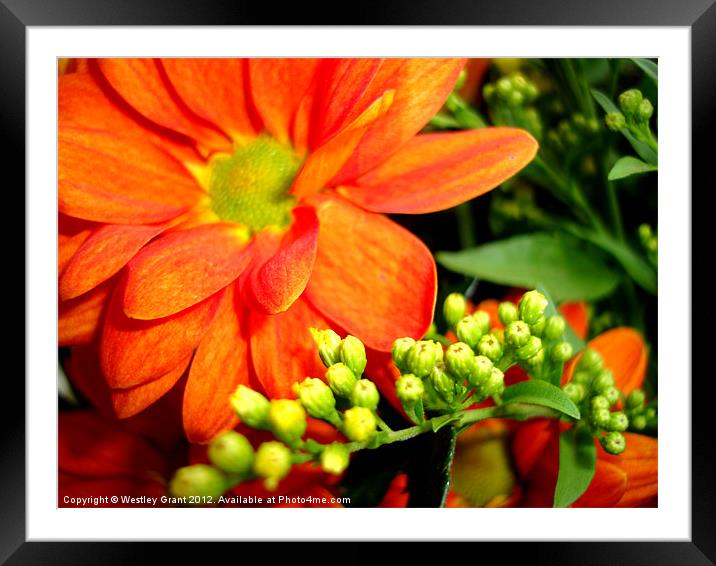 Orange Bouquet Framed Mounted Print by Westley Grant