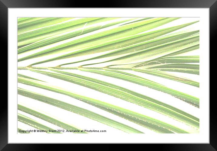 Exotic Leaves Framed Mounted Print by Westley Grant
