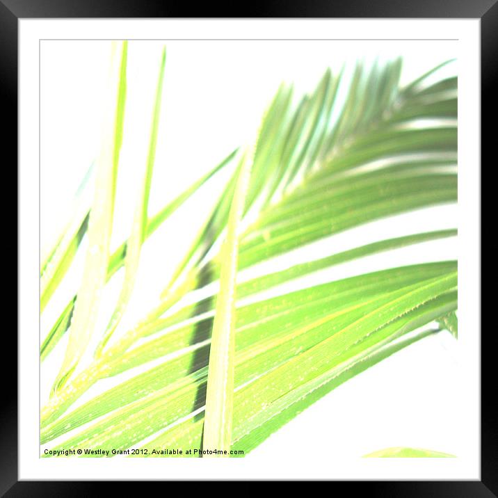 Exotic Leaves Framed Mounted Print by Westley Grant