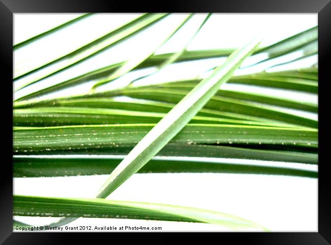 Grass Leaves Framed Print by Westley Grant