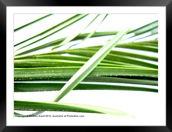 Grass Leaves Framed Mounted Print by Westley Grant