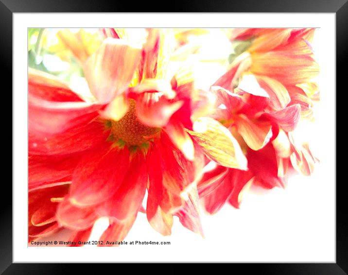 Flowers Framed Mounted Print by Westley Grant