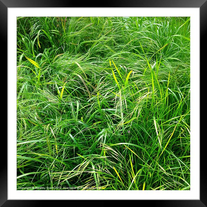 Crazy Grass Framed Mounted Print by Westley Grant