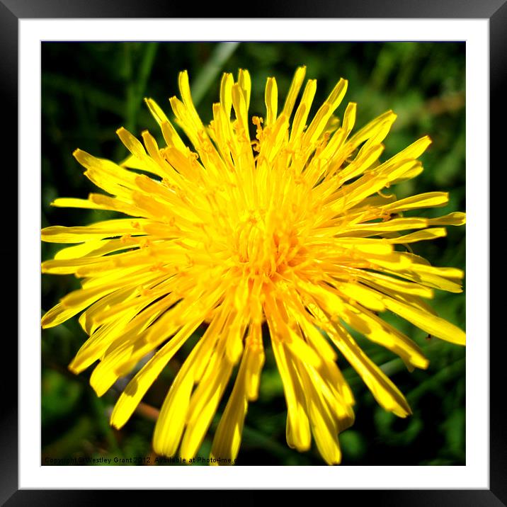 Dandelion Head Framed Mounted Print by Westley Grant