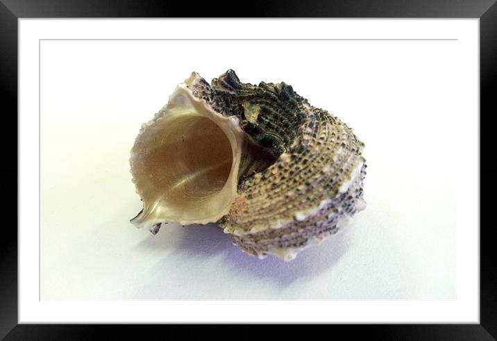 Pearle Shell Framed Mounted Print by Westley Grant