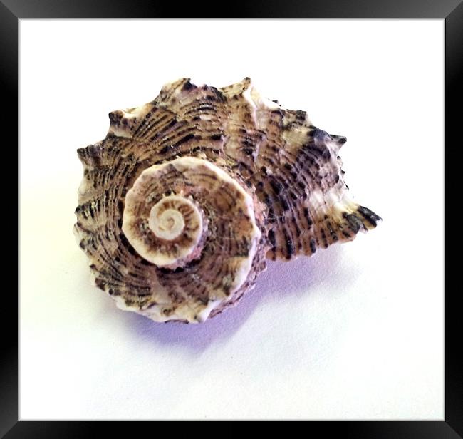 Sea Shell Framed Print by Westley Grant