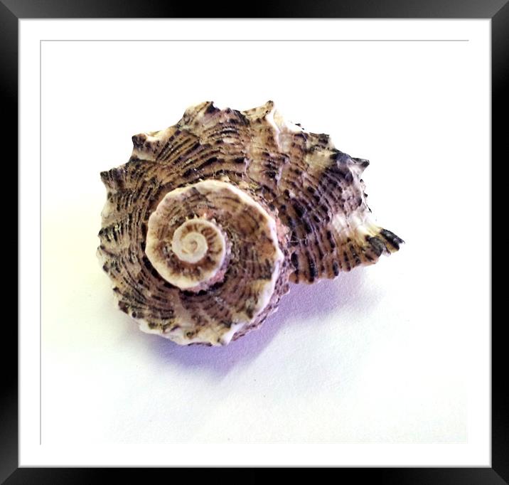 Sea Shell Framed Mounted Print by Westley Grant