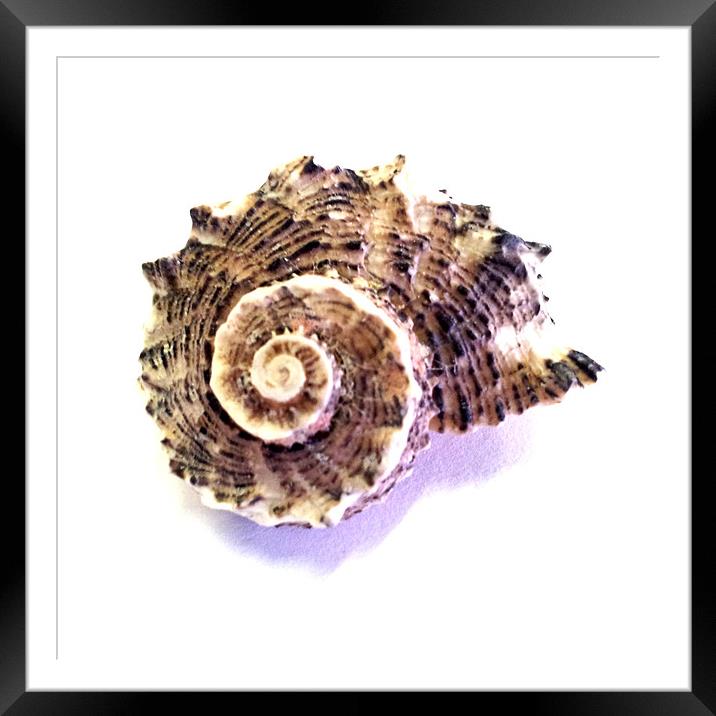 Shell Framed Mounted Print by Westley Grant