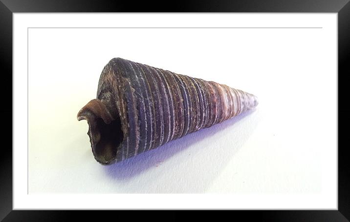 Brown Shell Framed Mounted Print by Westley Grant