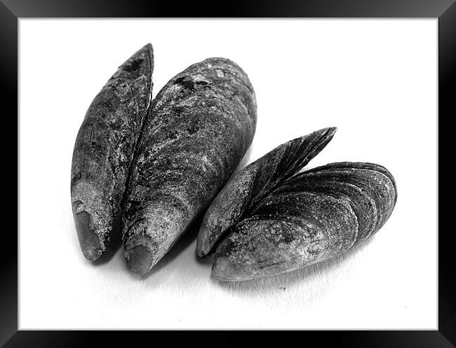 Tonal mussels Framed Print by Westley Grant