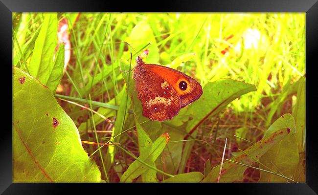 Butterfly Framed Print by Westley Grant