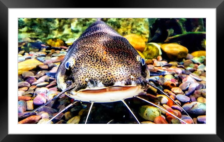 Up Close and Personal Framed Mounted Print by Westley Grant